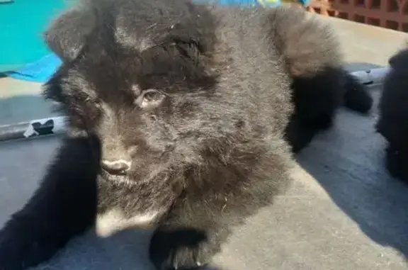 ¡Urgente! Cachorro Pastor Alemán Robado