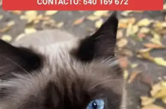 Se busca: Gato siamés perdido en Leganés