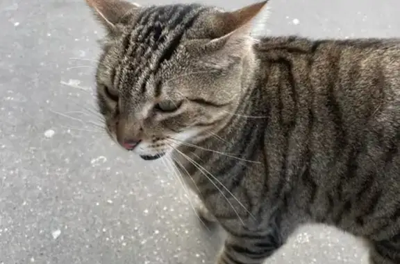 Animaux trouvés Annecy, photo: Chat tigré mâle trouvé à Loverchy
