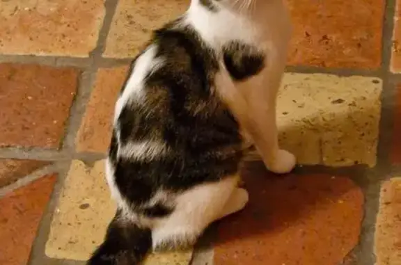 Chat perdu : FRIPOUILLE, blanc et tigré - photo