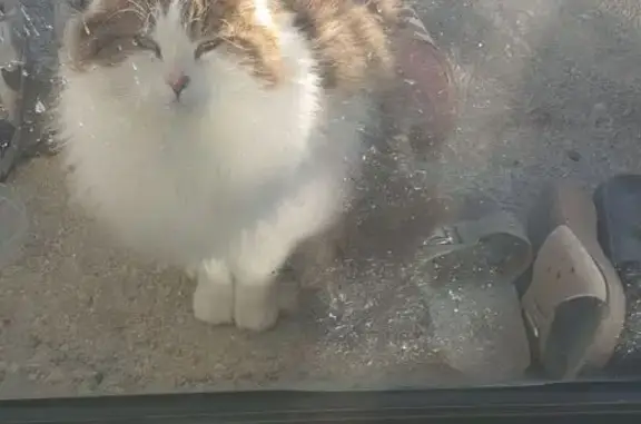 Animaux perdus , photo: Chat angora blanc-crème perdu à Sery