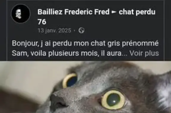 Chat gris mâle castré perdu Manéglise - photo