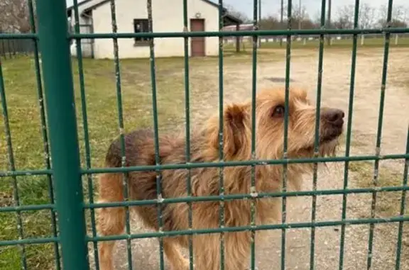 Chien mâle croisé trouvé à Chemilly - photo