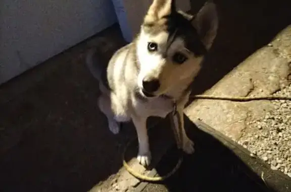 Animaux trouvés , photo: Chien trouvé sur route à Rennes-sur-Loue