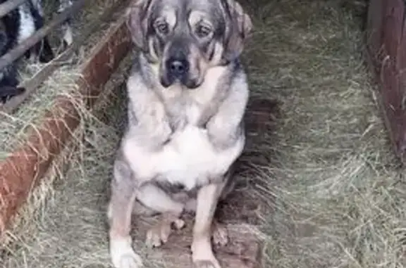 Animaux perdus , photo: Chien de protection Stella disparu