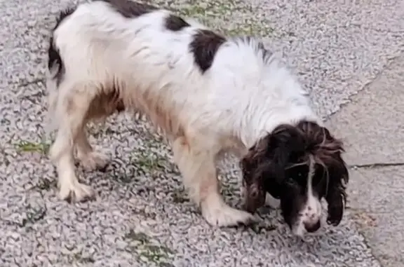 Chien trouvé Puget-sur-Argens, photo: Épagneul mâle trouvé, sourd et désorienté