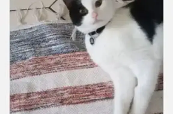 Bounty, chat noir et blanc perdu à Beaucourt - photo