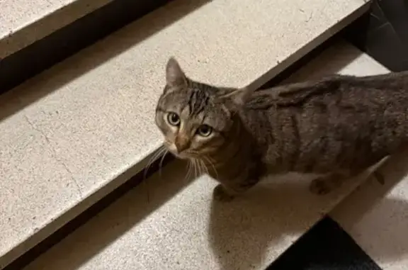 Jeune chat mâle trouvé, très câlin - photo