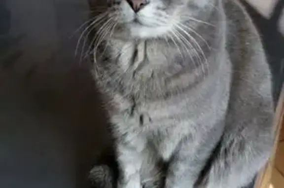 Chatte grise perdue, Pierres (pucée) - photo