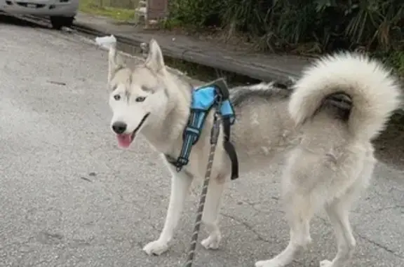 Lost Siberian Husky, NW 5th Av...