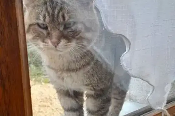 Animaux trouvés Saint-Clément, photo: Chat tigré câlin trouvé à Saint-Clément