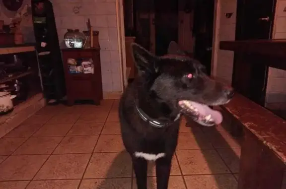 Animaux trouvés Douarnenez, photo: Husky noir et blanc trouvé à Douarnenez