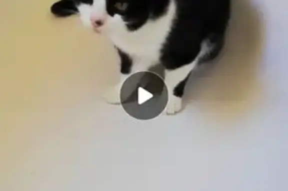 Chat blanc et noir perdu à Lédat - photo