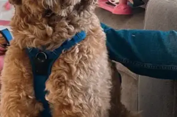 Lost Goldendoodle: Light Brown, Brentwood