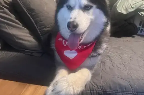 Lost Husky with Blue Eyes in Leesport