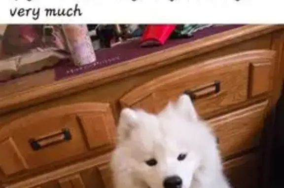 Lost Samoyed: Kaydor Missing in West Chicago