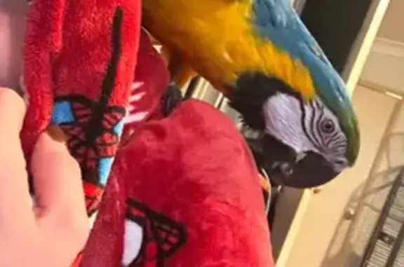 Help Find Our Lost Blue & Gold Macaw!