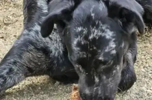 Chien perdu Roquefort, photo : Beauceron arlequin perdu, répond à FLY