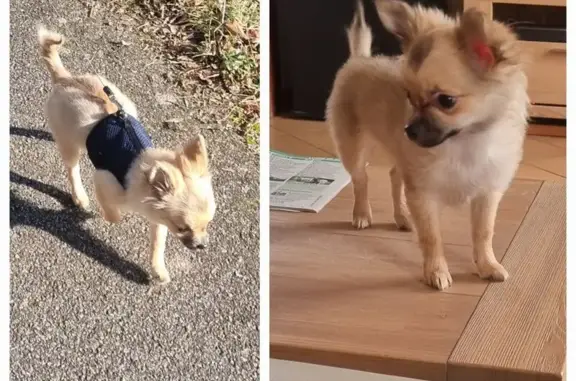 Chien perdu Bois-le-Roi, photo : Chihuahua crème perdue à Bois-le-Roi