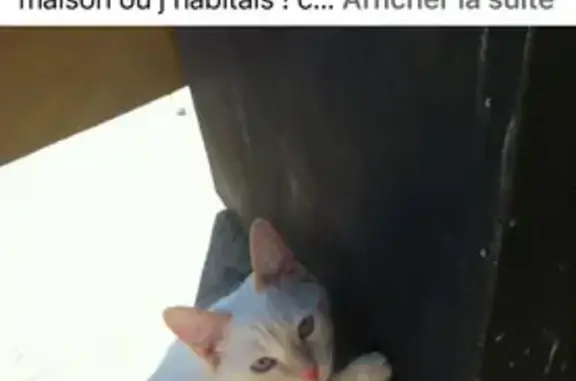 Animaux perdus , photo: Chat perdu: Brooklyn, grand, yeux bleus