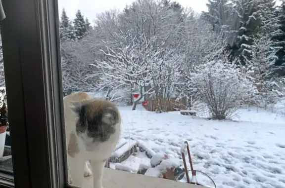Chat perdu, Le Cheylard, photo: Chat mâle 2 ans disparu au Cheylard