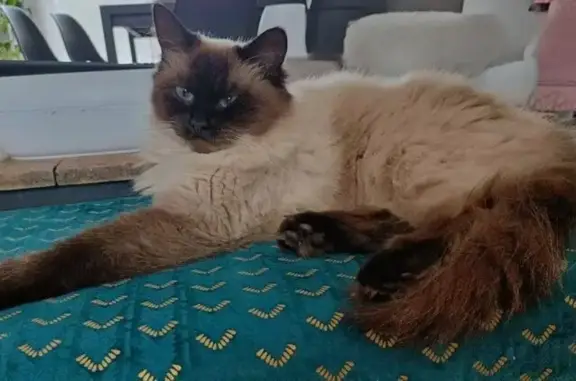 Chat perdu, Les Ponts-de-Cé, photo: Chatte Sacré de Birmanie perdue, Les Ponts-de-Cé