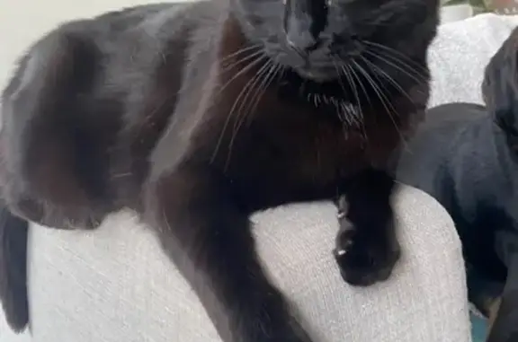 Chat perdu, Le Soler, photo: Chatte noire perdue, quartier St Eugénie