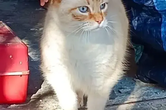 Animaux perdus Escalquens, photo: Chat blanc-roux perdu à Escalquens