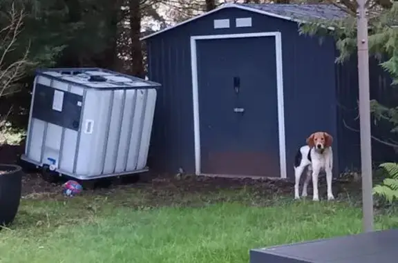 Animaux trouvés , photo: Chien type Beagle trouvé apeuré, Les Bois d'Anjou