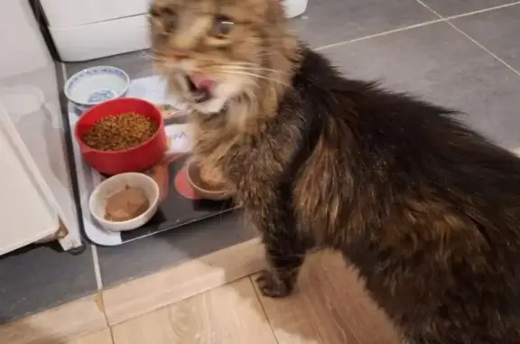 Animaux perdus Chartres, photo: Chat 16 ans perdu à Chartres, nuit du 13/02