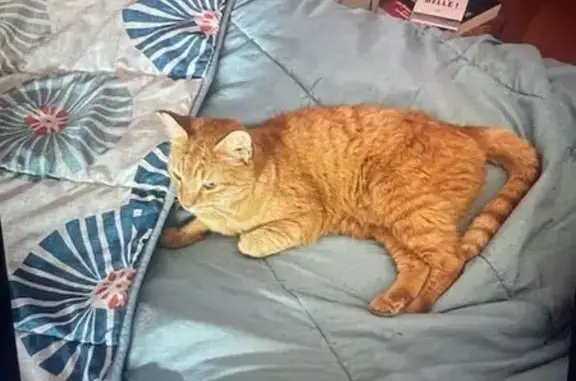 Chat perdu à Orléans, Rue Moyreau - photo