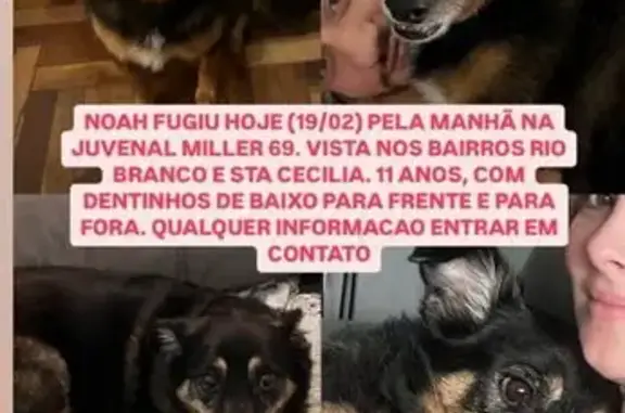 Cachorro Perdido: Visto na Rua Juvenal Miler