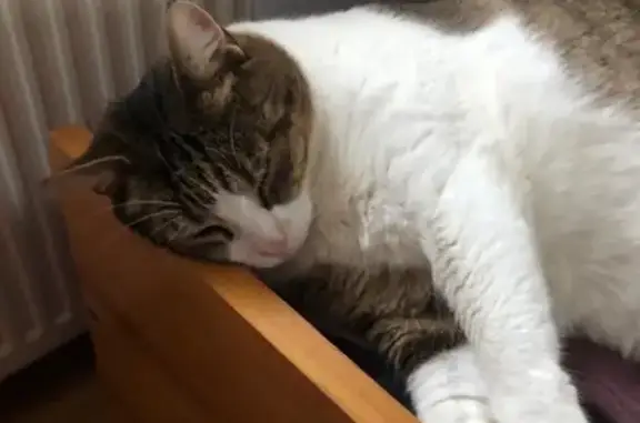 Animaux perdus , photo: Chat marron et blanc perdu à St Mards
