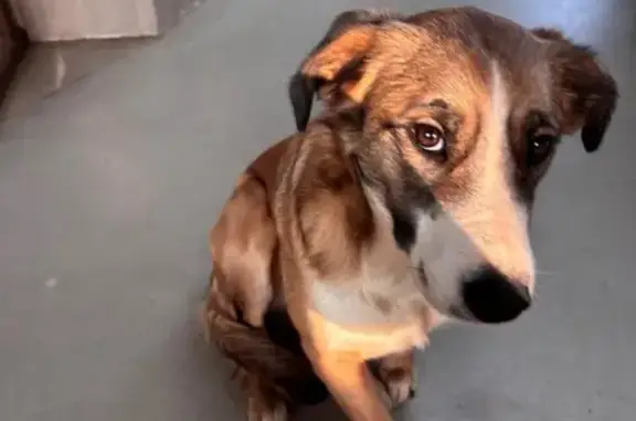 Chienne trouvée, dressée et adorable - photo