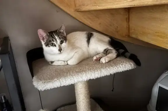 Chat mâle trouvé à Saint-Molf - photo