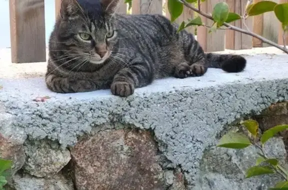 Chat perdu, , photo: Chat perdu à La Bazouge-des-Alleux