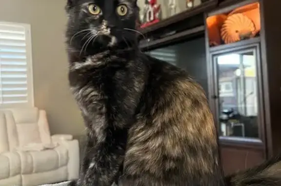 Missing: Long-Haired Tortoiseshell Cat