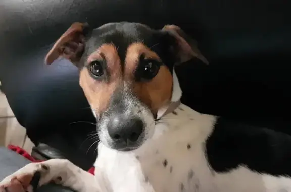 Chien perdu Saint-Martin-sur-Oust, photo : Jack Russel 8 ans perdu à Saint-Martin