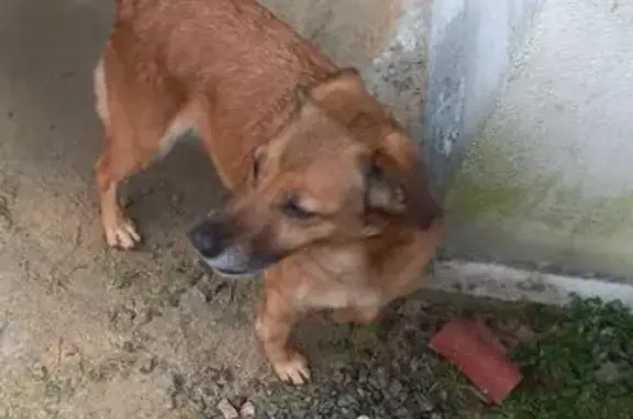 Chien trouvé Saint-Étienne-de-Mer-Morte, photo: Chienne croisée berger marron trouvée 
