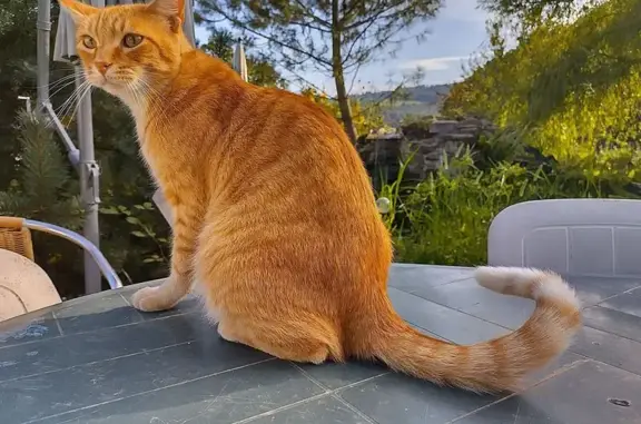 Chat perdu, , photo: Chat roux perdu à Roquiague