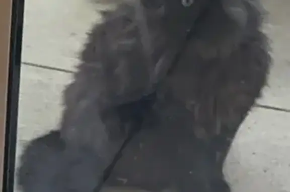 Chat perdu, Bonnières-sur-Seine, photo: Chat noir sociable perdu à Bonnières-sur-Seine
