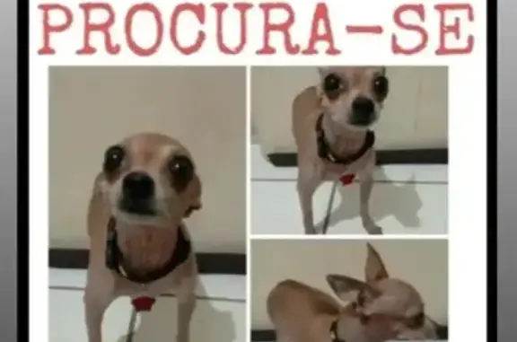 Cachorro Caramelo Perdido na Rua 108, Fortaleza