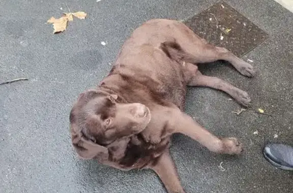 Chien trouvé à Gretz, labrador marron - photo