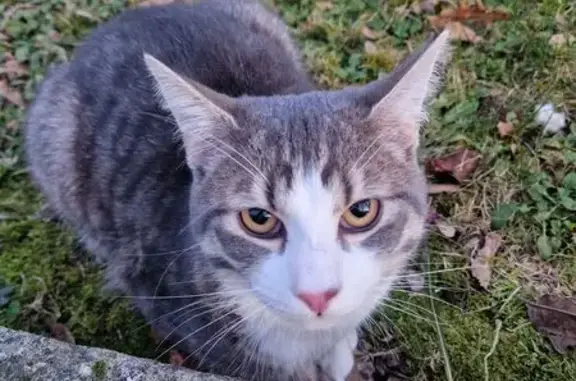 Chat trouvé Créteil, photo: Chat trouvé rue Magellan, non identifié