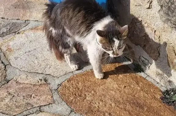Chat trouvé à Lauthonie, Sainte-Fortunade - photo