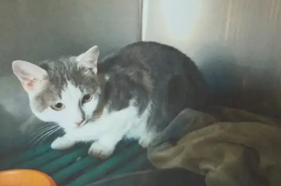 Animaux trouvés Seynod, photo: Chat gris et blanc trouvé à Annecy