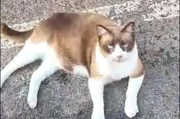 ¡Gato Perdido! Felipe, Ojos Azules en Pájara