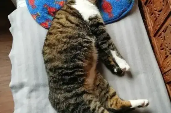 Chat tigré disparu à Orléans - photo