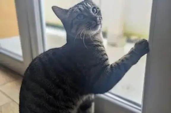 Chat Perdu : Nala, 2 ans, Route de Toulouse - photo