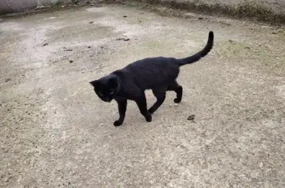 Animaux trouvés Bayon, photo: Chatte noire trouvée à Bayon